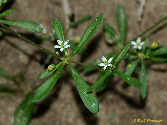 {Mollugo verticillata}